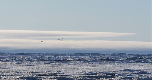 artic_paj_1